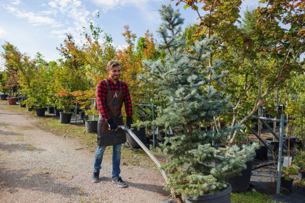 Best Tree Clearing Services  in Dunn Loring, VA